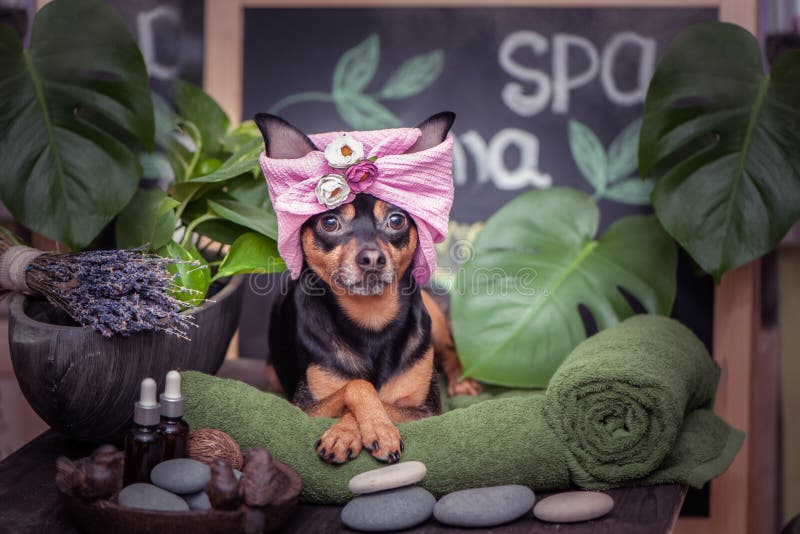 pet relaxing in spa wellness . Dog in a turban of a towel among the spa care items and plants. Funny concept grooming